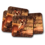 4 Set - Kangaroo Coaster - Australia Wild Animal Cool Bush Roo Fun Gift #8528