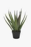 Nordic Furniture Group - Aloe vera-planta med svart kruka - Grön