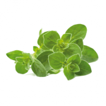 Click and Grow Smart Garden Refill 3-pack - Oregano