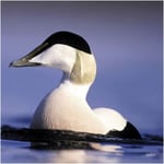 Eider Duck - RSPB Greeting Sound Card By Really Wild Cards