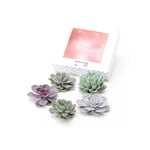 Plant In A Box - Echeveria diy Mix 5 - cinq plantes succulentes à des fins décoratives - 7 cm