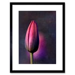 Wee Blue Coo PURPLE TULIP BUD FLOWER PINK BLACK FRAME FRAMED ART PRINT PICTURE MOUNT B12X8189