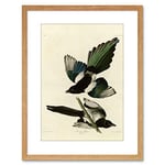 Wee Blue Coo Painting Book Page Birds America Audubon American Magpie Framed Wall Art Print