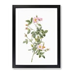 Four Seasons Rose In Pink By Pierre Joseph Redoute Vintage Framed Wall Art Print, Ready to Hang Picture for Living Room Bedroom Home Office Décor, Black A4 (34 x 25 cm)