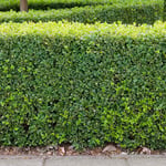 Omnia Garden Buske Buxbom (Buxus Sempervirens) 30-40 cm 101239P