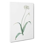 Big Box Art Spring Garlic Flowers by Pierre-Joseph Redoute Canvas Wall Art Framed Picture Print, 30 x 20 Inch (76 x 50 cm), White, Grey, Beige