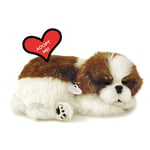 Plenty Gifts - Perfect Petzzz | Peluche Réaliste - Shih Tzu| Avec Boîte de Transport et Lit | Piles Incluses, Universel