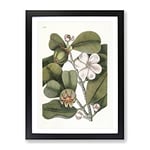 Balsam Tree Flowers By Mark Catesby Vintage Framed Wall Art Print, Ready to Hang Picture for Living Room Bedroom Home Office Décor, Black A4 (34 x 25 cm)