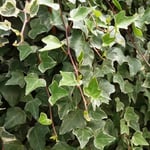 Pépinières Naudet - Lierre des Bois 'Glacier' (Hedera Helix 'Glacier')