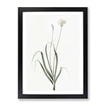 Hairy Garlic Flowers By Pierre Joseph Redoute Vintage Framed Wall Art Print, Ready to Hang Picture for Living Room Bedroom Home Office Décor, Black A3 (34 x 46 cm)