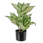 BigBuy Home Plante décorative en polyéthylène PEVA Dieffenbachia 42 x 42 x 52 cm