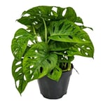 Monstera adansonii 'Monkey Leaf' - Plante creuse - Purificateur d'air – D12 cm - H20-25 cm