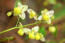 Blekgul sockblomma 'Sulphureum', 6-p