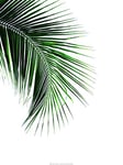 Affiche Braun Studio - Green Palm Tree I 60x80 cm