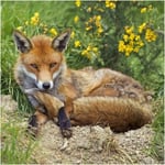 Fox Greeting Sound Card By Really Wild Cards