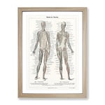 Human Anatomy In German Vintage Framed Wall Art Print, Ready to Hang Picture for Living Room Bedroom Home Office Décor, Oak A2 (64 x 46 cm)