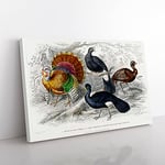 Wild Turkey & Curassow Birds By Oliver Goldsmith Vintage Canvas Wall Art Print Ready to Hang, Framed Picture for Living Room Bedroom Home Office Décor, 76x50 cm (30x20 Inch)