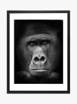 Brookpace Lascelles Gorilla Framed Print & Mount, 81 x 65.5cm, Black/White