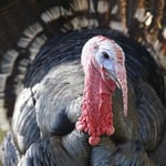 Greeting Sound Card By Really Wild Cards - Norfolk BronzeTurkey