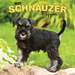 Schnauzer Puppies 2025 Square Wrap