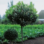 Prydnadsträd Omnia Garden Lagerhägg SH 80-100 cm