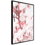 Plakat - Blooming Cotton - 30 x 45 cm - Sort ramme