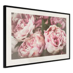 Plakat - Pink Peonies - 30 x 20 cm - Sort ramme med passepartout