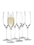 Holmegaard Cabernet Champagneglas 29 Cl 6 Stk. Nude