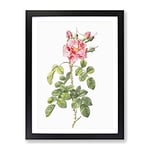 Four Seasons Roses In Pink By Pierre Joseph Redoute Vintage Framed Wall Art Print, Ready to Hang Picture for Living Room Bedroom Home Office Décor, Black A4 (34 x 25 cm)