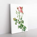 Big Box Art Pink Rosebush in Bloom by Pierre-Joseph Redoute Canvas Wall Art Print Ready to Hang Picture, 76 x 50 cm (30 x 20 Inch), White, Beige, Green, Orange