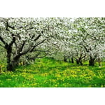 Papier Peint Photo INTISSÉ-(214011)-ARBRES SUR FLEUR BLANCHE-300x223cm-6 lés-Mural Poster Géant XXL-Fleur Beach Mer Océan Nature