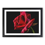 Big Box Art Red Rose Flower Vol.4 Painting Framed Wall Art Picture Print Ready to Hang, Black A2 (62 x 45 cm)