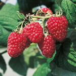 Omnia Garden Buske Ljusrött Trädgårdshallon Preussen 40-60 cm Rubus idaeus "Preussen", 1-pack GTG24825