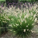 Fountain Grass Little Bunny 2L - Charmant et extrêmement fleuri