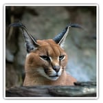 2 x Square Stickers 7.5 cm - Caracal African Lynx Cat Cool Gift #3171