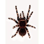 Wee Blue Coo Redknee Tarantula Spider Arachnid Wall Art Print Mur Décor 30 x 41 cm