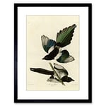 Wee Blue Coo Painting Book Page Birds America Audubon American Magpie Framed Wall Art Print