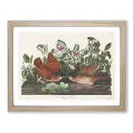 Key West Doves Bird By John James Audubon Vintage Framed Wall Art Print, Ready to Hang Picture for Living Room Bedroom Home Office Décor, Oak A2 (64 x 46 cm)