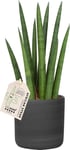 Sansevieria Rocket, inkl. sort rawpotte, 6 stk