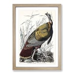 Big Box Art Wild Turkey by John James Audubon Framed Wall Art Picture Print Ready to Hang, Oak A2 (62 x 45 cm)