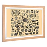 Big Box Art Framed Print of Encyclopedia Vintage Shells (1) Design | Wall Art Picture | Home Decor for Kitchen, Living Room, Bedroom, Hallway, Oak, A2 / 24.5x18 Inch / 62x45cm