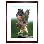 Wee Blue Coo Photo Kestrel Bird Prey Raptor Action Framed Wall Art Print