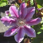 2 x Clématite 'Doctor Ruppel' - Clematis 'Doctor Ruppel'  - 50-60 cm pot