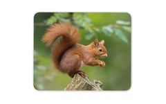 Red Squirrel Mouse Mat Pad - Nature Wildlife Wild Animal Computer Gift #15680