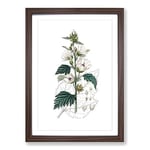 Big Box Art Marsh Mallow Flowers Illustration Framed Wall Art Picture Print Ready to Hang, Walnut A2 (62 x 45 cm)