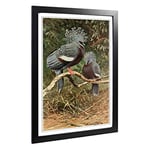 Big Box Art Framed Print of Vintage W Kuhnert Victoria Crowned Pigeon Design | Wall Art Picture | Home Decor for Kitchen, Living Room, Bedroom, Hallway, Black, A2 / 24.5x18 Inch / 62x45cm