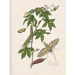 Artery8 Merian Metamorphosis Nature Insects Leaves Painting Art Print Canvas Premium Wall Decor Poster Mural