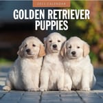 Golden Retriever Puppies 2025 Square Wall Calendar (häftad, eng)