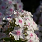 Planta Höstflox Omnia Garden Ingeborg Från Nybro