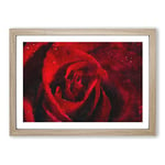 Big Box Art Drops Upon a Red Rose Painting Framed Wall Art Picture Print Ready to Hang, Oak A2 (62 x 45 cm)